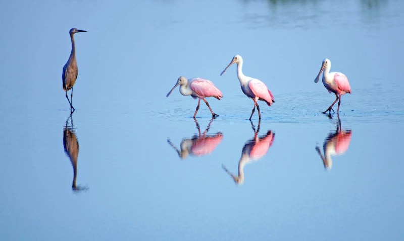 4 Unusual and Unique Things You Didn’t Know about Florida