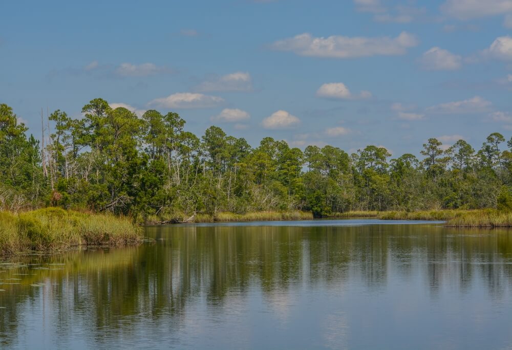 Traveling With Your Pup? Check Out These Dog-Friendly Florida Attractions.