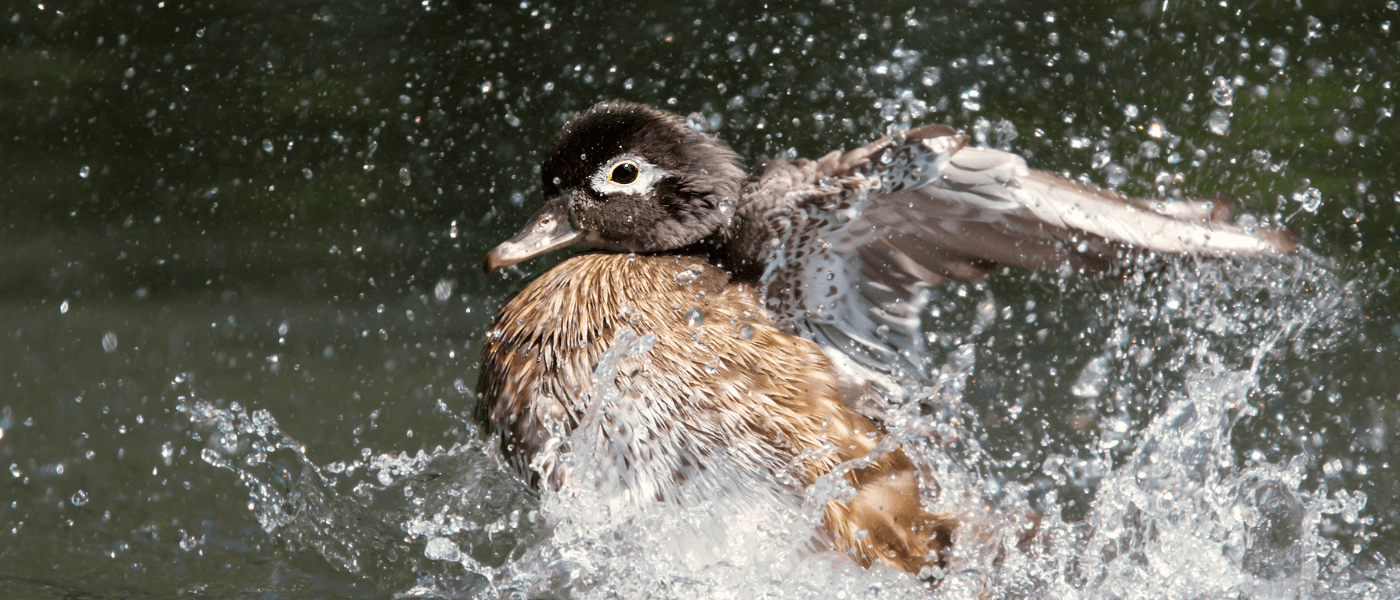 25 Endangered Animals That Only Live in America 25 Endangered Animals That Only Live in America