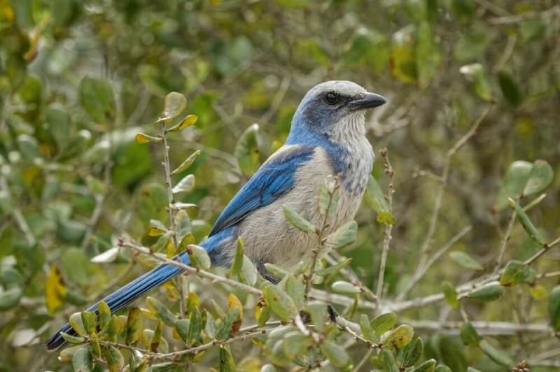 Scrub Jay -Bird - Florida