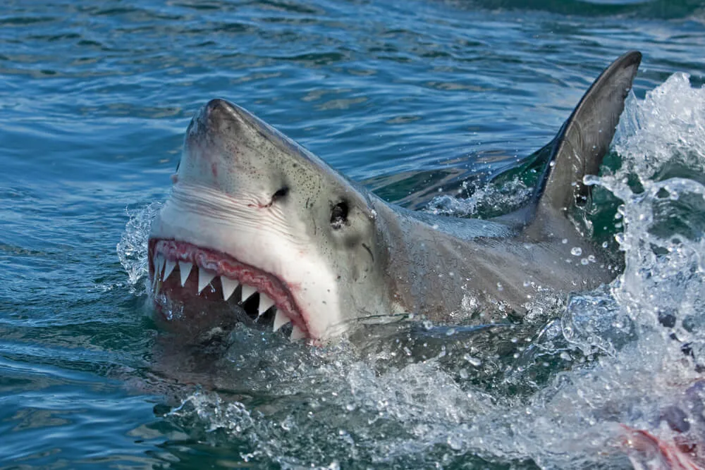 shark