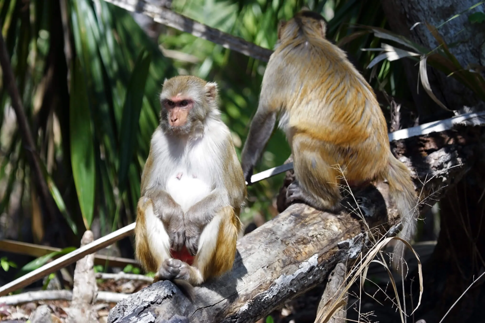 7 non-native species wreaking havoc in Florida 7 non-native species wreaking havoc in Florida
