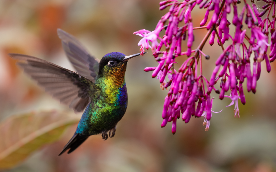 How to spot thousands of migrating hummingbirds around Miami