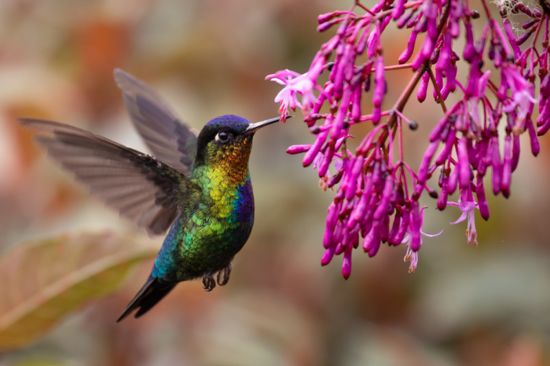 How to spot thousands of migrating hummingbirds around Miami