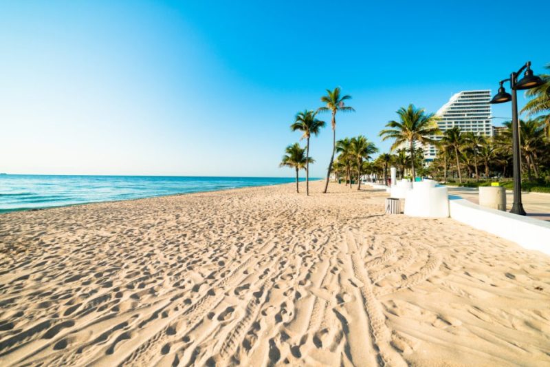 Palm trees on a sunny beach in Florida.