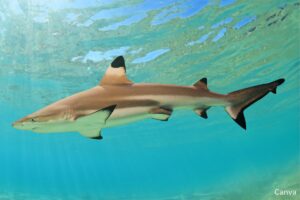 What are the most common sharks in Florida?