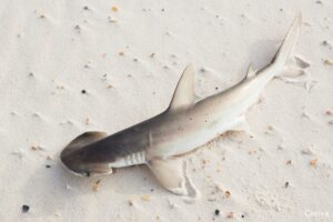 What are the most common sharks in Florida?