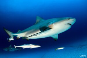 What are the most common sharks in Florida?