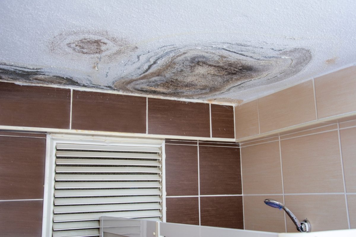 Does your home have a mold problem? Here’s what you can do about it. Does your home have a mold problem? Here’s what you can do about it.