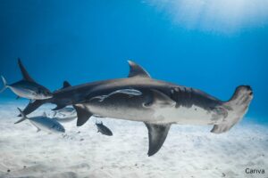 What are the most common sharks in Florida?