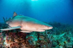 What are the most common sharks in Florida?