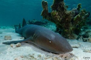 What are the most common sharks in Florida?