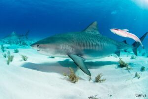 What are the most common sharks in Florida?