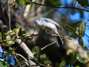 Watch for these 9 birds migrating across Florida’s skies this fall