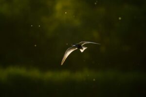 Watch for these 9 birds migrating across Florida’s skies this fall