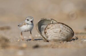 Watch for these 9 birds migrating across Florida’s skies this fall