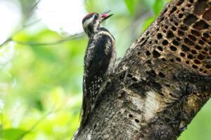Watch for these 9 birds migrating across Florida’s skies this fall