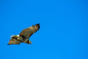 Watch for these 9 birds migrating across Florida’s skies this fall
