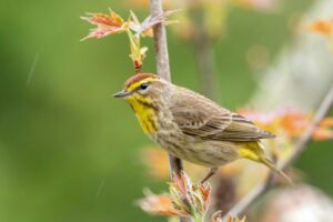 Watch for these 9 birds migrating across Florida’s skies this fall