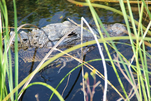 Alligator in the Everglades of Florida