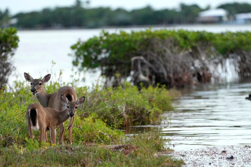 Florida’s iconic Key deer face an uncertain future as seas rise