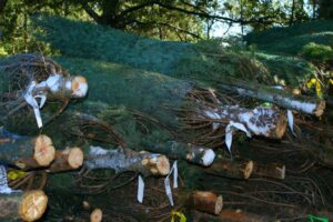Cut your own Christmas tree at these 7 places in Florida