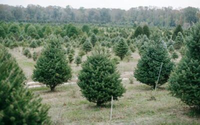 Cut your own Christmas tree at these 7 places in Florida