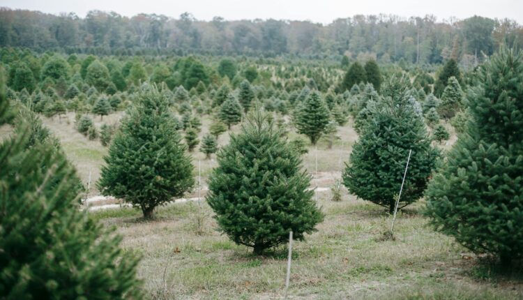 Cut your own Christmas tree at these 7 places in Florida